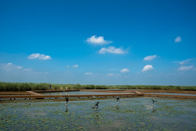 �ɺ�����