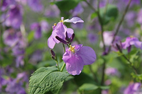 ��ɫ������