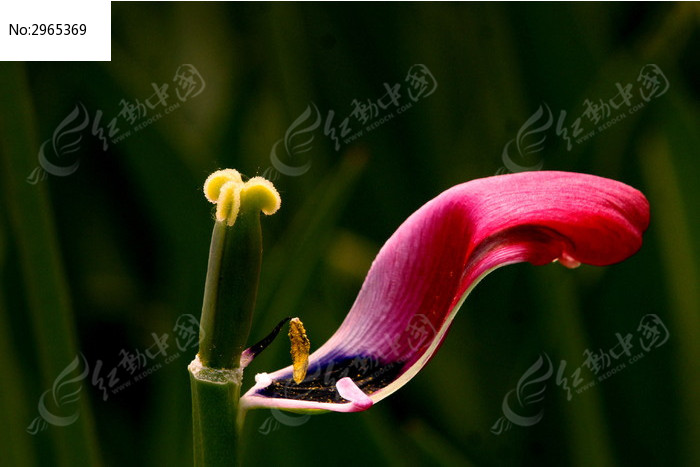 残花依旧美一片花瓣