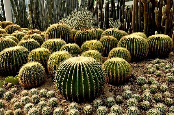 ��С������