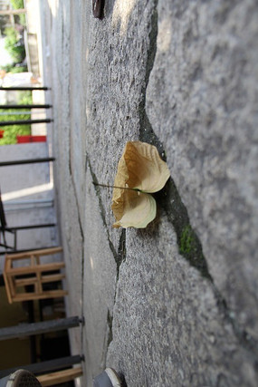 ��������Ҷ