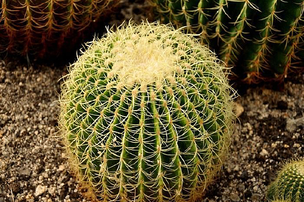 �ƴ̵�������