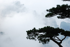 ���е�ӭ����