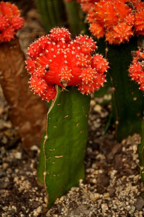 ���컨��������