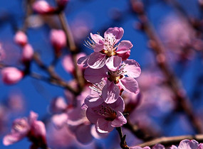 �����µ�÷��