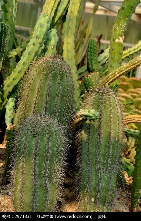 ����������ͼƬͼƬ