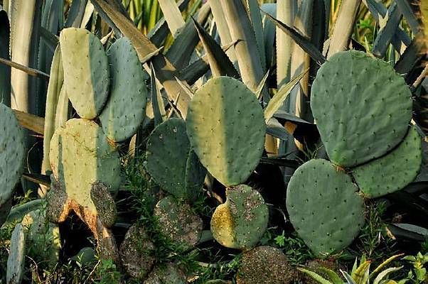 Ҷ������