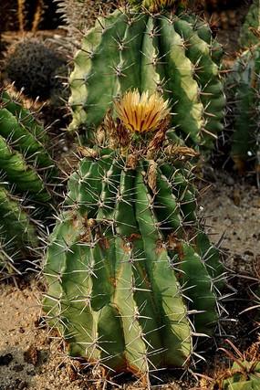 ɳ�ض���ֲ��԰