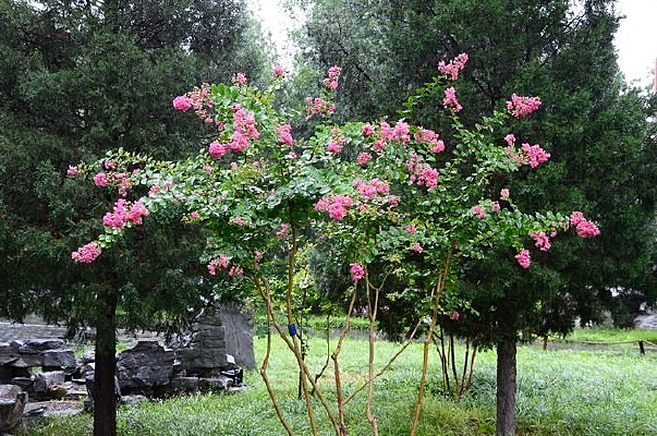 ʢ����Ұõ��