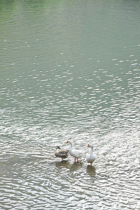 �����Ļ���