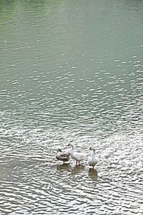 �����Ļ���