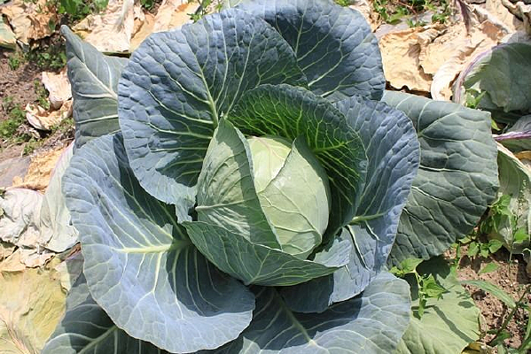 ����İ���