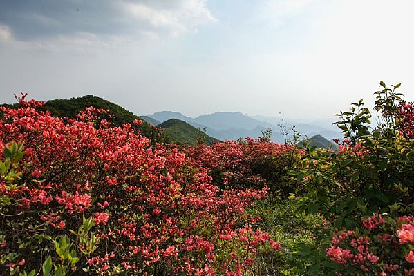 ��Ȼ����ʻ���Ұ