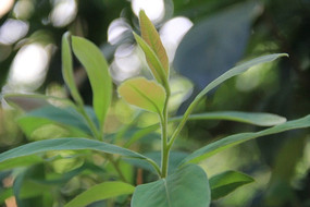 һ������