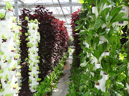 ֲ������