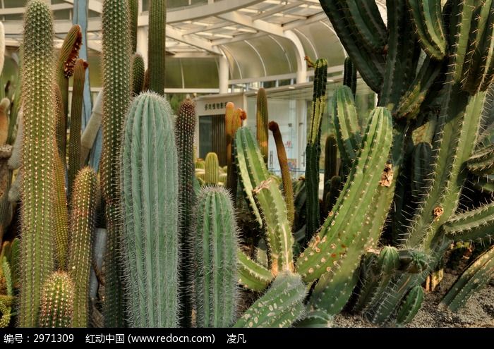 植物棚里各种高大的仙人掌