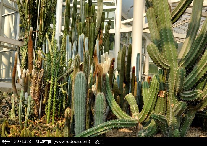 植物園內一片仙人掌