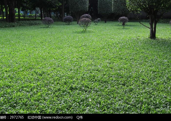 公園裡翠綠的草地風光