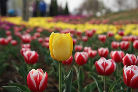 ��ɫ�ױ�������