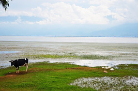 �ɰ��Ĵ�ˮţ