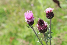 �����Ļ���