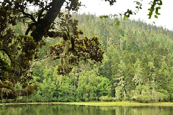 ��ˮɭ������