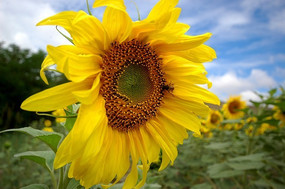 ��ԭ���տ�