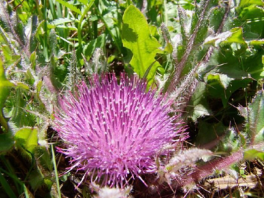 ���ԭ���ѹ�Ӣ