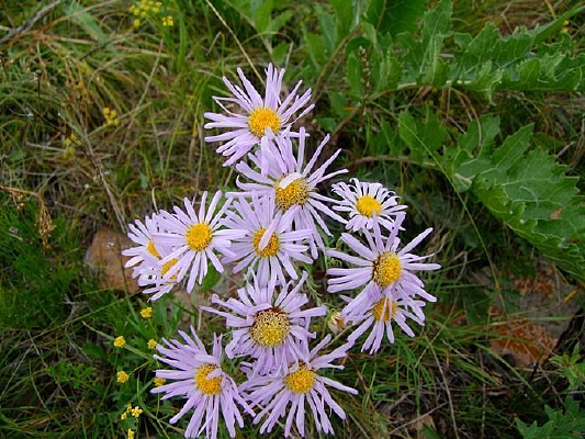 ���ɹ�������ͳ���ԭ