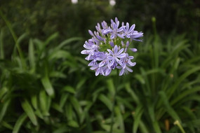 ��ɫС��һ�ش�