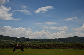 ��ԭ��ţ��