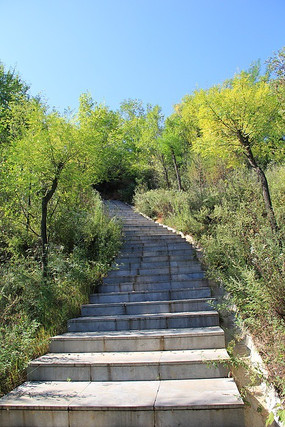 上山的道路和绿树