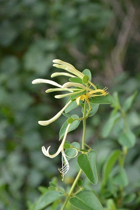 ���ŵĽ�����