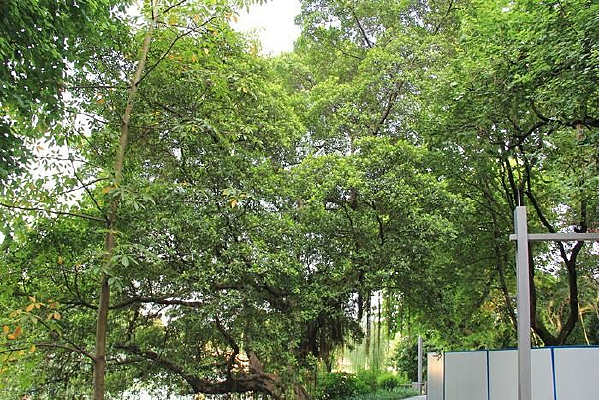 ������������ľ