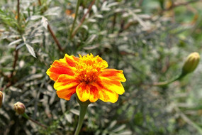 �����Ļƾջ�