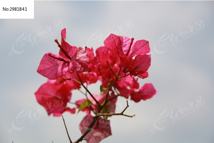 一朵漂亮的杜鵑花