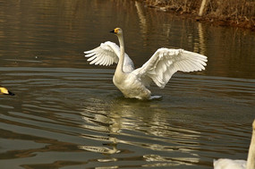 չ�����ɵİ����