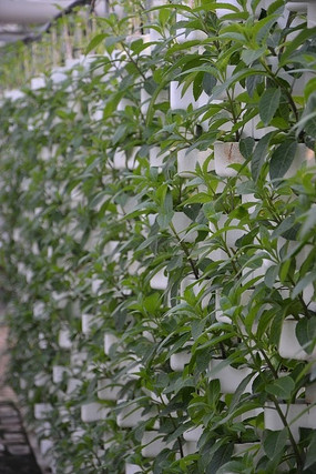 �ٹ��߲���