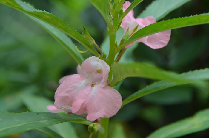 凤仙花图片高清(凤仙花图片高清大图)