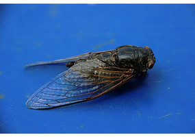 ��ɫ����