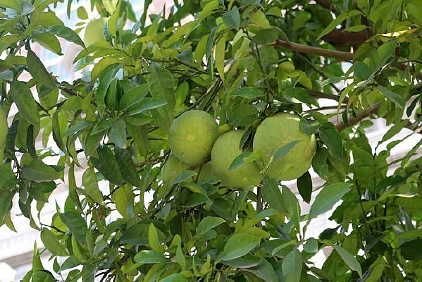 ��ɫ������