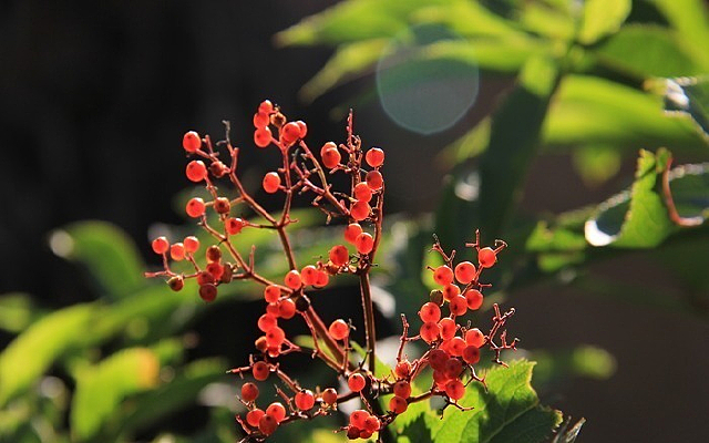 Ұ�������