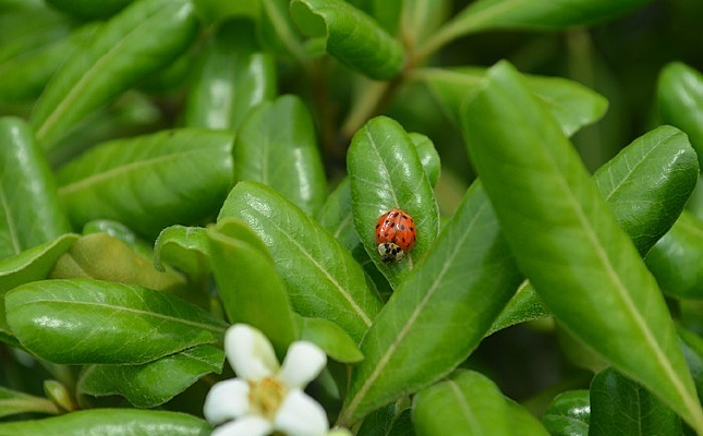 ֲ���ϵ�ư��