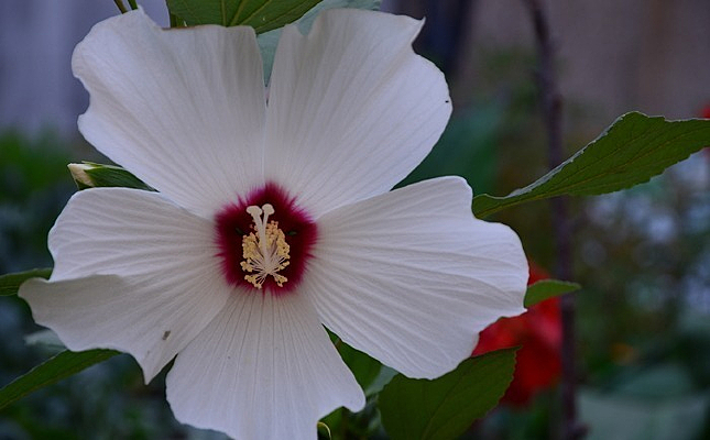 ��ɫ�����