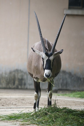 �Բݵ�����