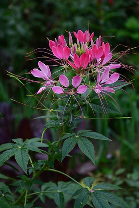 ��ɫ³����