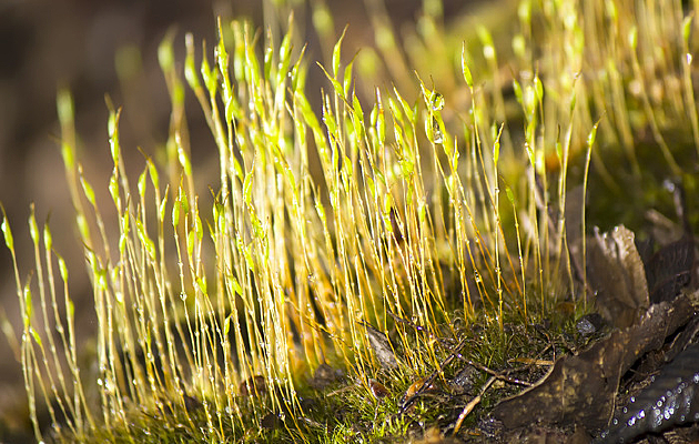 ��ѿ��С��