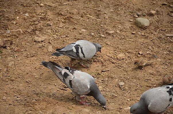 ������ʳ�ĸ���