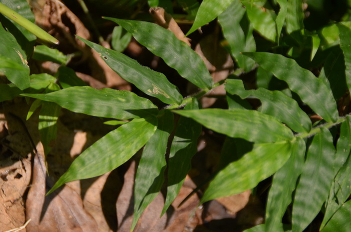 两棵小草