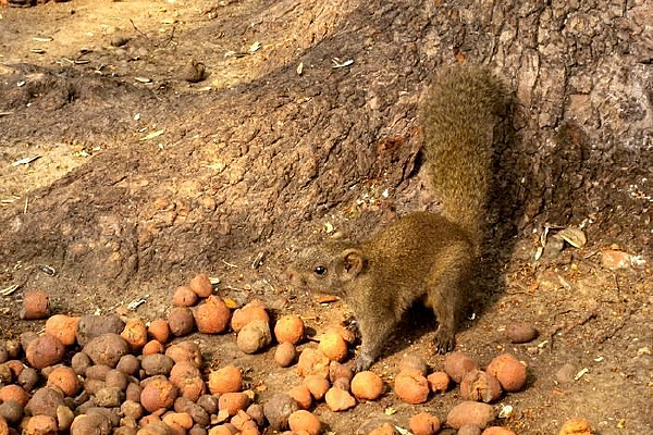 ��ʳ��С����